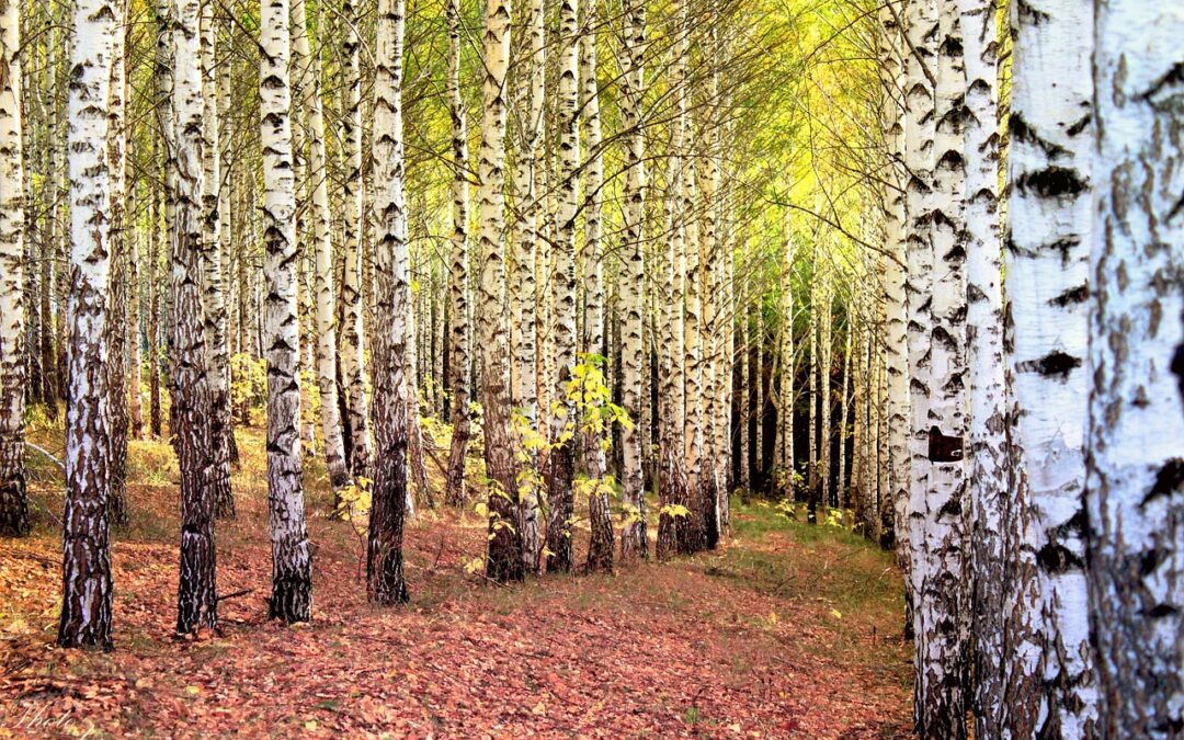 Tra le betulle del Canada – Un viaggio di luce, rinascita e saggezza